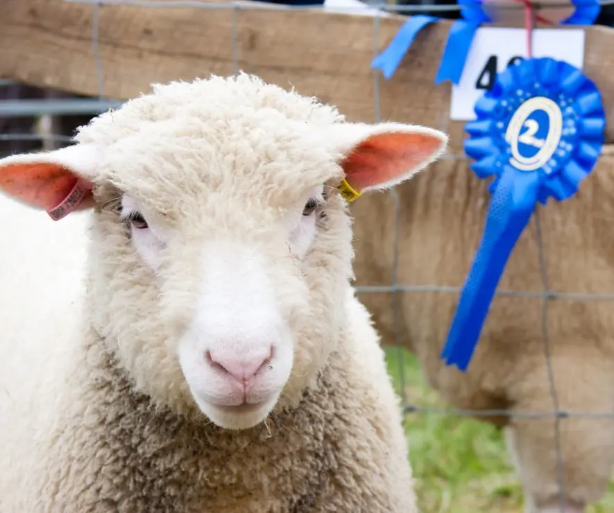 Sheep at a Farmers' Market